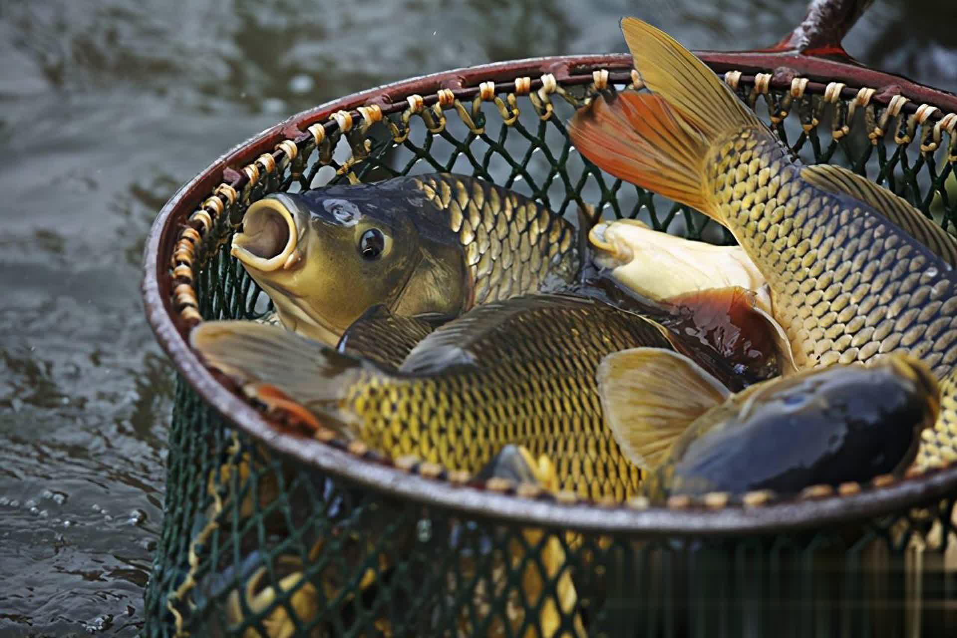 点都连竿 点都连竿