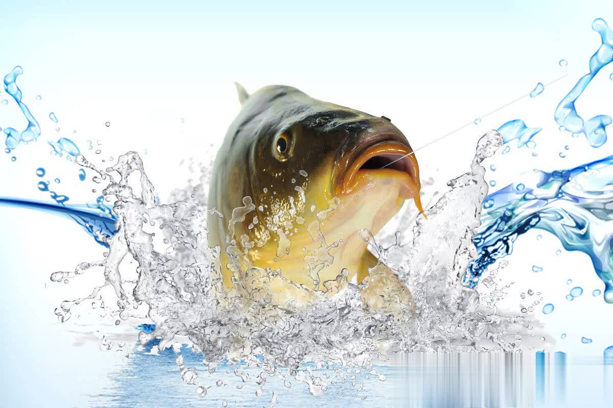 诱鱼速度往, 常多 诱鱼速度往, 常多